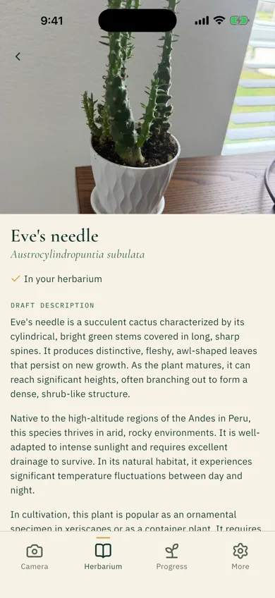 Plant card for Eve's needle cactus with description